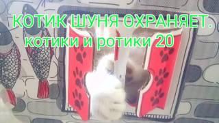 Котик Шуня охраняет дом.Котики и ротики 20