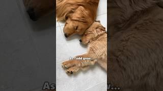 My dog becomes a father...