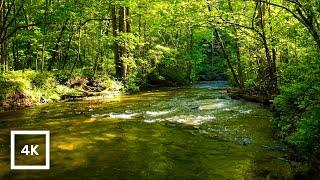 4K Gentle Stream Sounds | Forest River Ambience & Relaxing Nature Sounds for Sleep and Relaxation