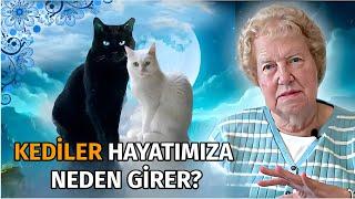 Kedilerin Gizemli Dünyası ve Spiritüel İlişkiler | Dolores Cannon Türkçe Seslendirme