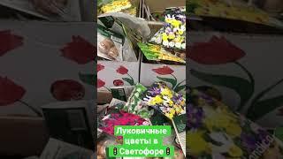 Цветы луковичные появились в продаже в магазине Светофор #магазинсветофор #светофор