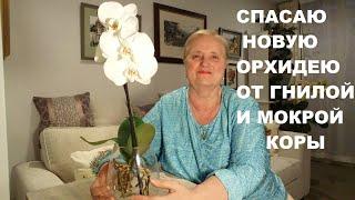 СПАСАЮ НОВУЮ ОРХДЕЮ ОТ ГНИЛОЙ И МОКРОЙ КОРЫ..ПЕРЕСАДКА ОРХИДЕИ