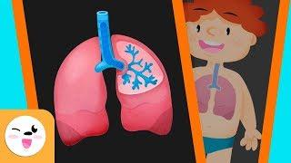 El sistema respiratorio del cuerpo humano para niños - Smile and Learn