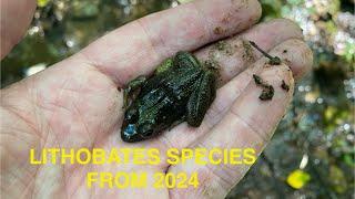 Lithobates Species from 2024 ( 5 Species found )