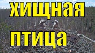 Скопа орёл рыболов хищная птица