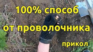 100% способ от проволочника, прикол / Свой дом в деревне