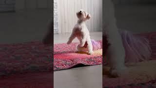 Is This Quilt Puppy-Approved? Design: BarGelato! by Kimberly Bennefield