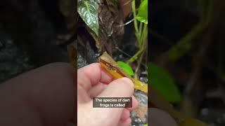 Thousands Of Tiny Bugs? #youtubeshort #terrarium #fyp