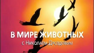 Новогодний и музыкальный выпуск "В мире Животных с Николаем Дроздовым". Эфир от 25.12.2019.