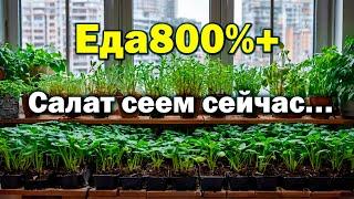 Это доступно каждому! Выращивайте салат на 300% полезнее! Башинком, Мичурин-томаты, Елена Храмушина