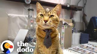 Cat Shows Up On Time For Work Every Day | The Dodo