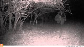 GIRL GHOST AND BEAST CAUGHT ON NIGHT CAMERA,  WINTERS HAUNTED FOREST