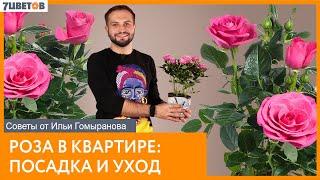 Роза в квартире: посадка и уход | Советы от Ильи Гомыранова