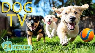 DOG TV: Ultimate Video Entertaining for Dogs to Watch When Home Alone - Funny All Day Music for Dogs