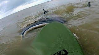 Surfer gets pushed by manta ray at Flagler Beach