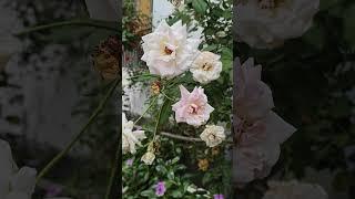 #gardenflowers #flowers #trending #nature #viral #youtubeshorts #beautiful #shorts #ytshorts