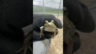 I caught 3 frogs and a turtle…
