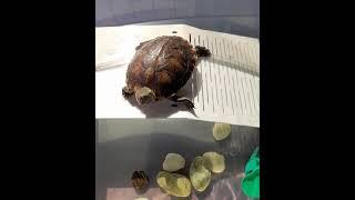 #turtle #raphael #myturtle #baby                       My Turtle Raphael  (part 25)