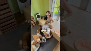 Animeal Cafe in Osaka, Japan ️ #japantravel #japantrip #japan #osaka #animalcafe #petcafe
