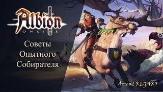 Albion online : Советы опытного собирателя