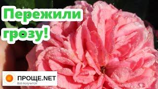 Прекрасный сад!Утро после грозы, цветущие розы с названиями, отлично держат дождь