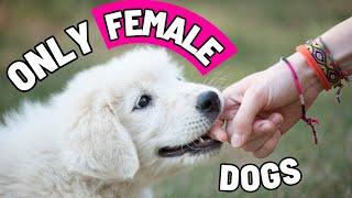 8 Super Weird Things ONLY FEMALE DOGS Do For Their Owner