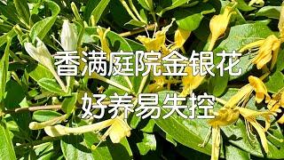 【金银花】皮实好种的爬藤药用植物，但也容易失控，所以种哪里比较关键，剪枝也要跟上