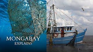 What is bycatch? | Mongabay explains