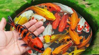 Serok ikan hias, ikan warna-warni, ikan koi, ikan mas koki, ikan komet, ikan molly, ikan cupang