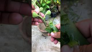 Growing fig from cuttings#shorts #youtubeshorts