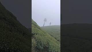 Tea Garden #Amader poribar