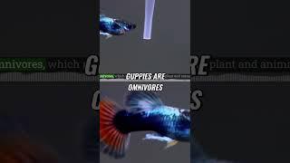 FishFolio: Your Ultimate Guide to Freshwater Aquarium Fish 