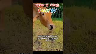 Cow vs Sanek #cow #trending #like #subscribe #live