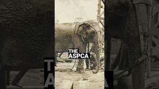 Thomas Edison the Elephant Killer #shorts #shortsvideo #facts #history #podcast #trivia