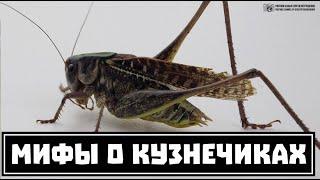 В траве сидел кузнечик. Разрушение детских мифов. // Clever Cricket