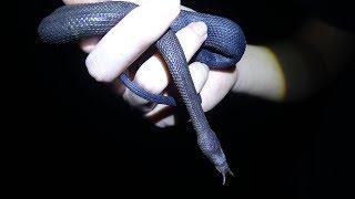 Tentacle Snake and More from Thailand