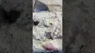 Black pepper chicken #blackpepper #chiken #food #foodie #viral #viralshorts #ytshorts #easy #tasty