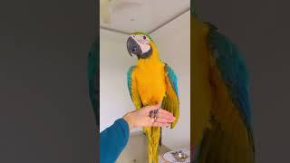 Lilly #macaw #africangrey #lovebirds #loveydovey #exotic birds #cockatiel #parrot #budgies