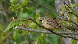 Садовая овсянка   Emberiza hortulana