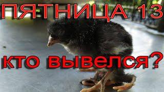 Пятница 13 | Кто вывелся из двух-желткового яйца?