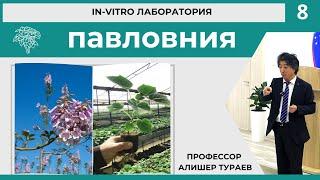 ПАВЛОВНИЯ ИН ВИТРО ЛАБОРАТОРИЯ