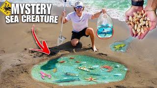 Catching SEA CREATURES LIVING IN THE SAND!!