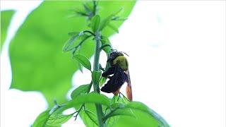 White-cheeked carpenter bee, a species of Honey bees (Apidae) in Asia