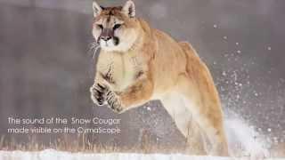 Cougar purr made visible with CymaScope