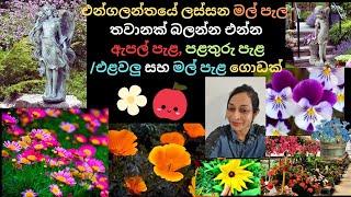 Garden Centre in UK/Home Garden tour Sinhala/Garden Sinhala/Lankawe api/Travel Sinhala/Sinhala vlog