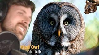 Forsen  Reacts - OWL Sounds | Different Types of Owls and Their Sounds