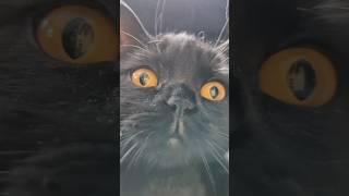 Little KiraSweet little cat#cats #catshorts #kitten #blackcat #cute