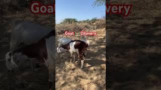 Goat Dilevry️#foryou#shortvideo#animals#goat#goats#viralshorts#viralshort#video#short#shorts#yt