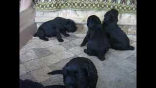 Щенки Ариадна х Сильвер, 18 дней / PUPPIES Black Russian Terrier ! Age 18 days.