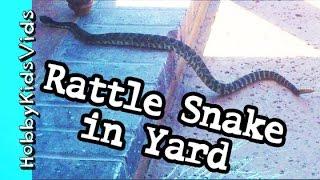 Big RATTLE SNAKE in our Yard! Venomous DANGEROUS Reptile Creepy by HobbyKidsVids